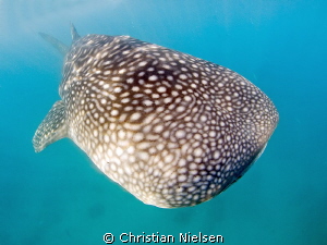 I like the pattern of the whaleshark. They came pretty cl... by Christian Nielsen 